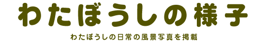 わたぼうしの様子